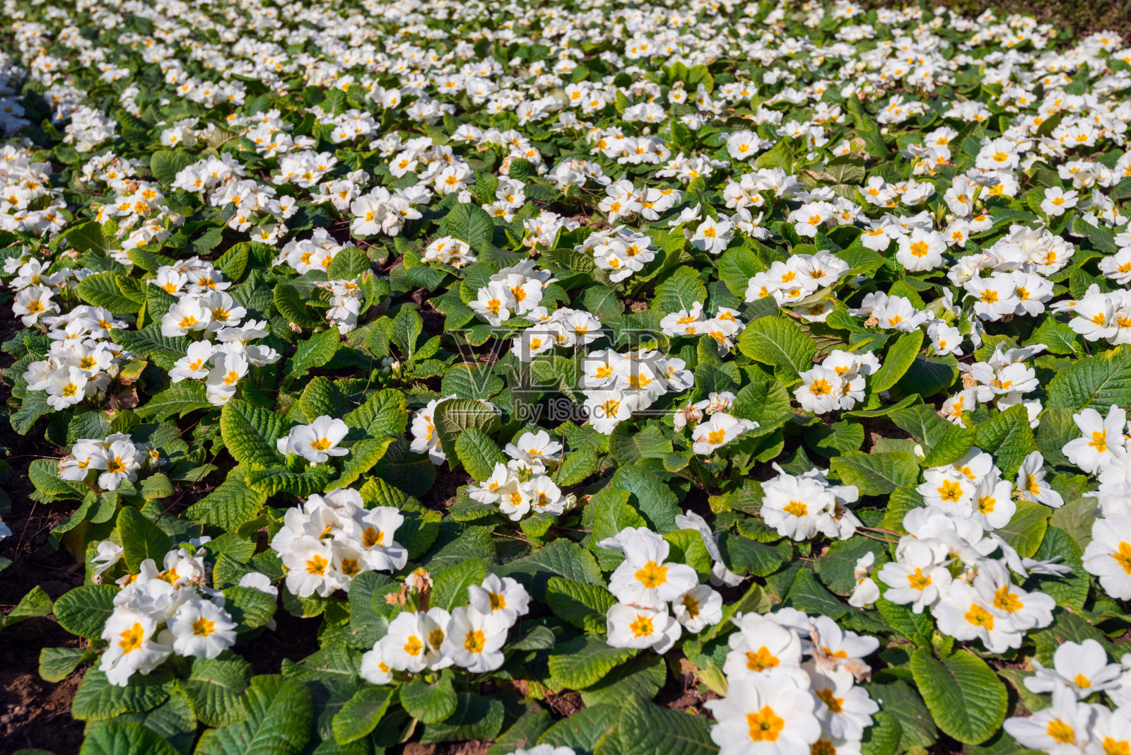 花坛照片摄影图片