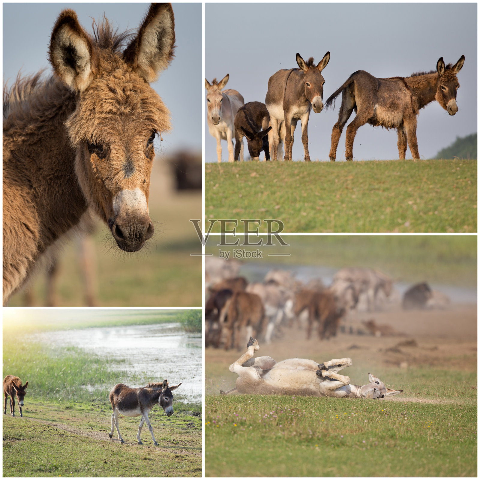 拼贴画的驴照片摄影图片
