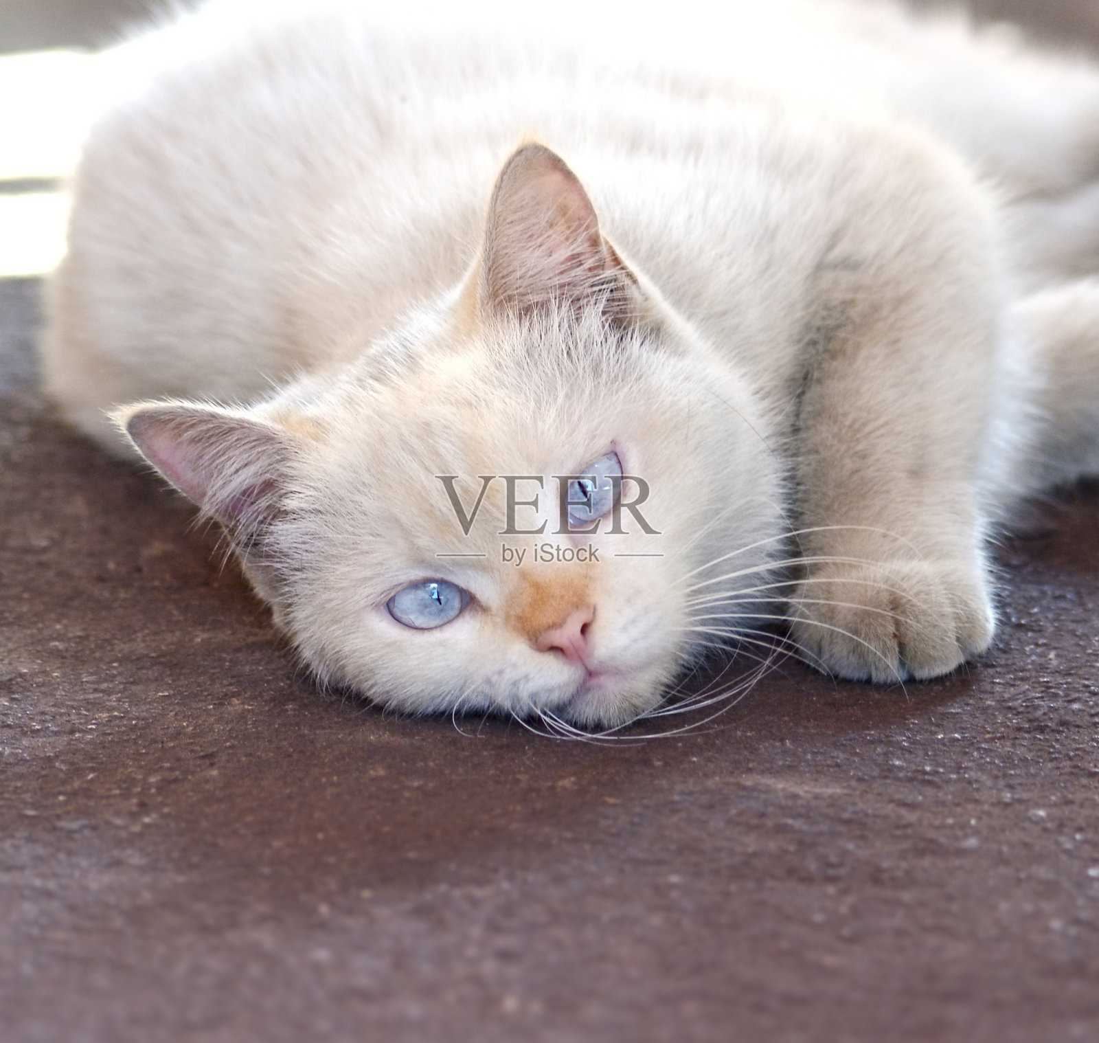 猫照片摄影图片