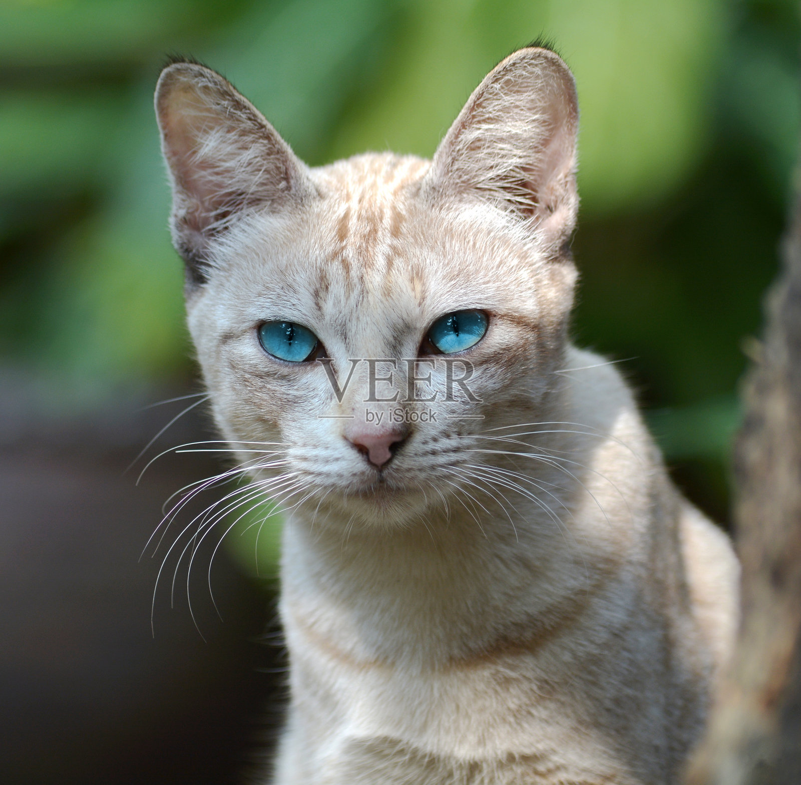 猫照片摄影图片