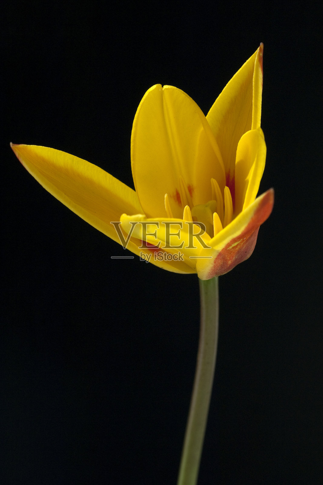 可爱的花;盛开的;郁金香;芭蕾舞女演员照片摄影图片