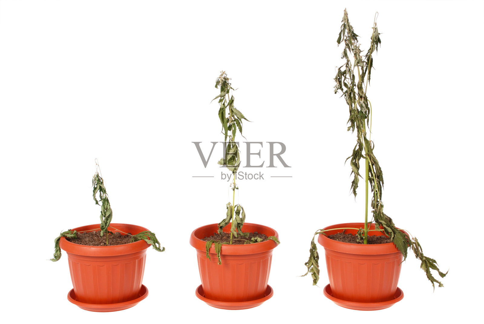 干麻(大麻)照片摄影图片