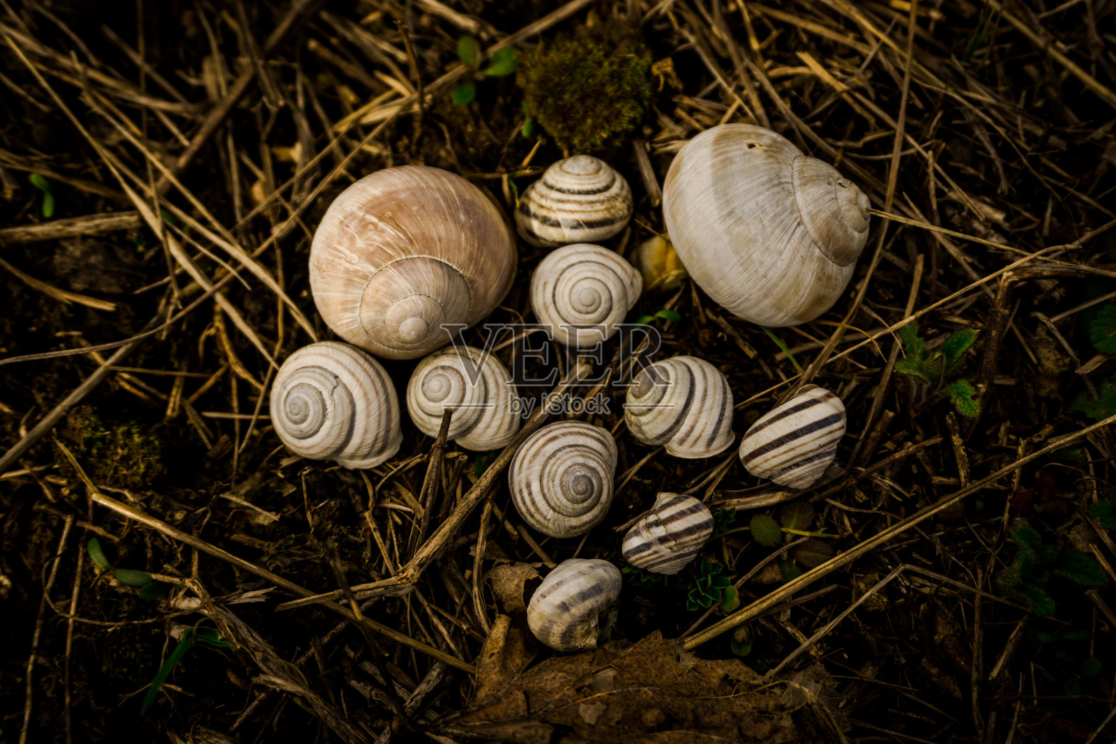 蜗牛的壳照片摄影图片