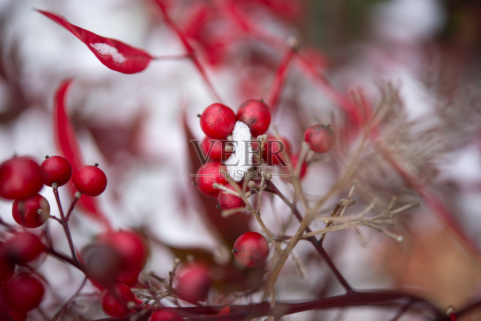 浆果和雪照片摄影图片