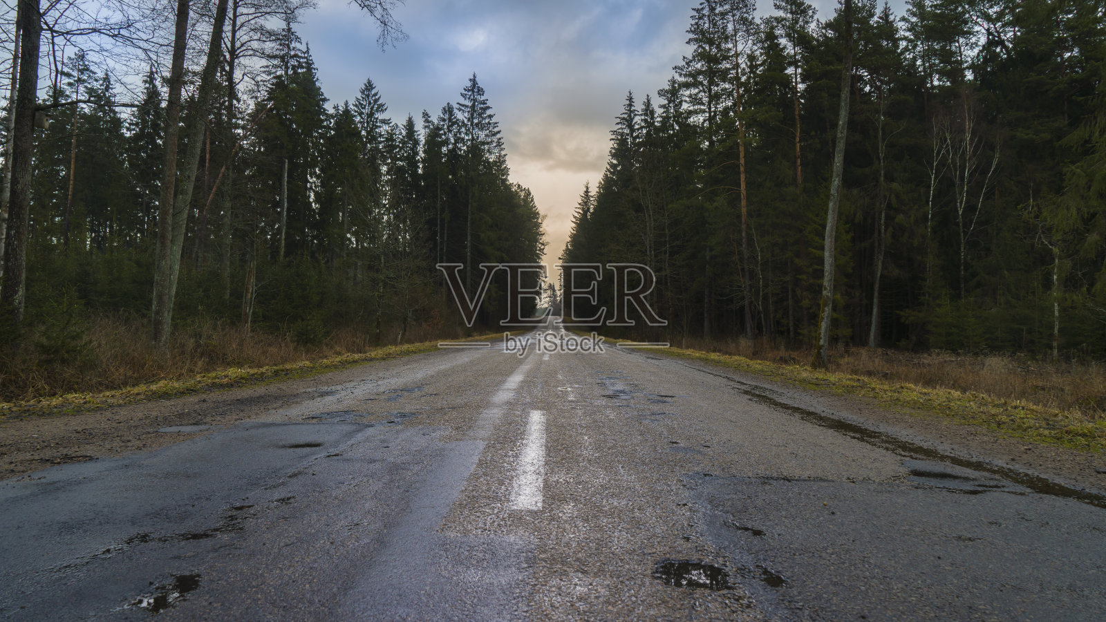 路在森林照片摄影图片