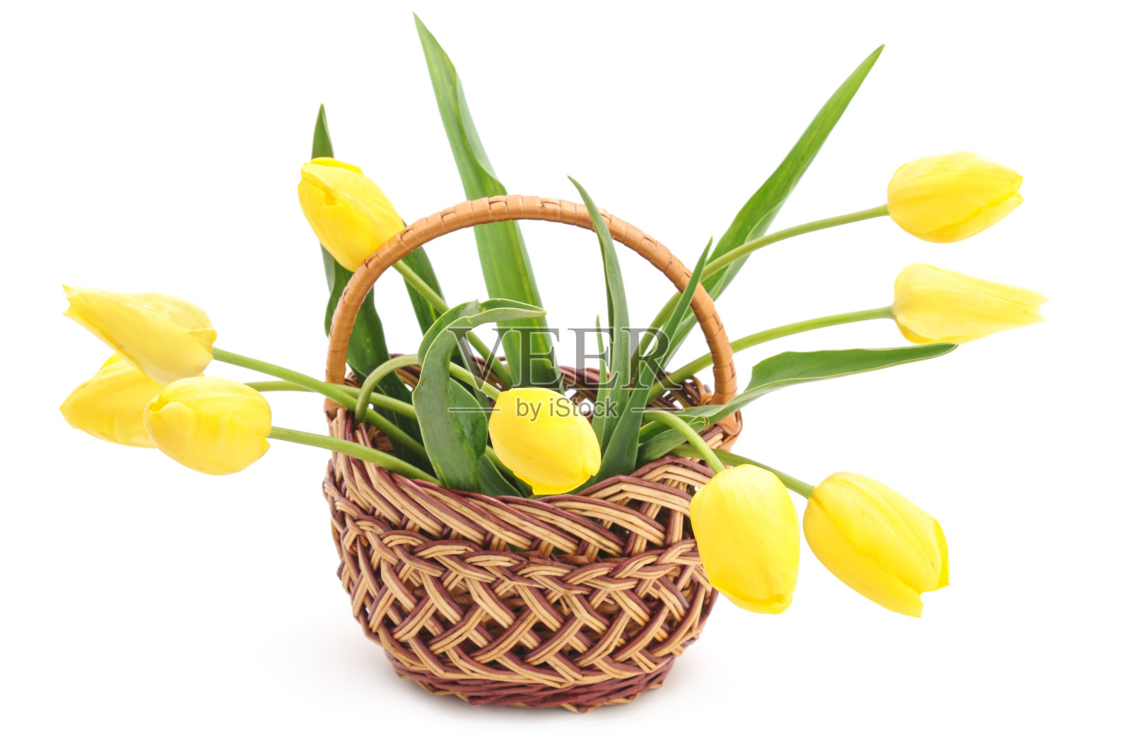 黄色的郁金香。照片摄影图片