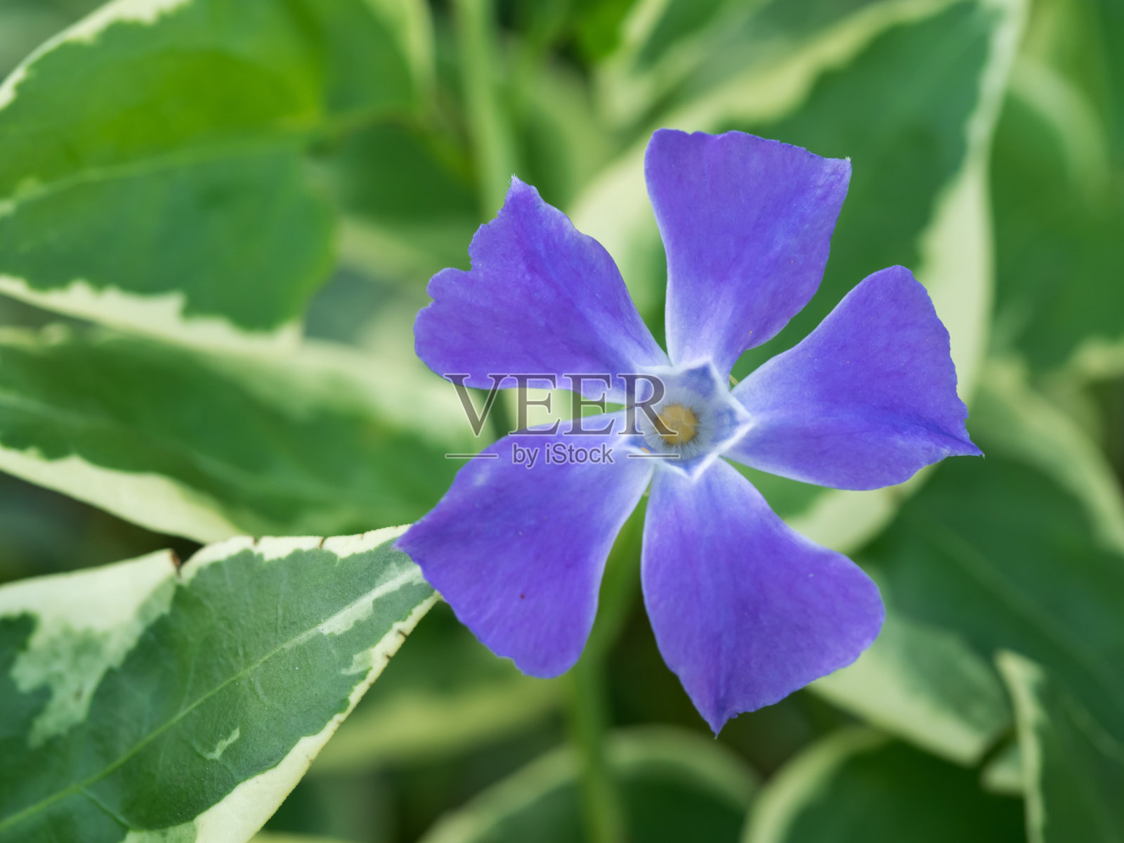 美丽的蓝紫色大长春花照片摄影图片
