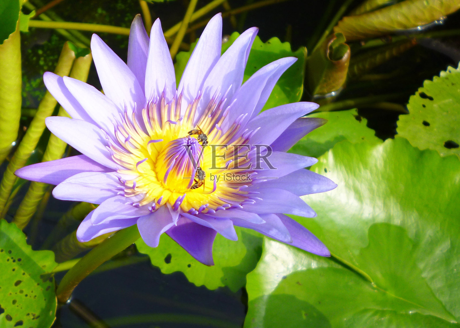 紫莲花上的蜜蜂照片摄影图片