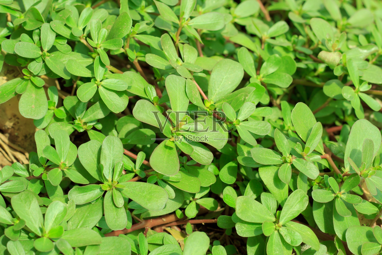 绿叶背景照片摄影图片