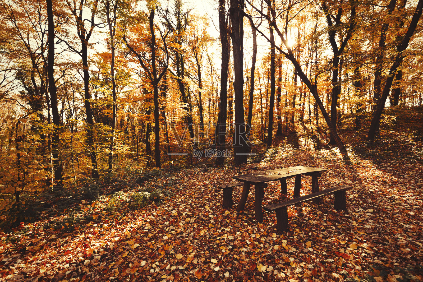 美丽的自然风景白天在森林秋季照片摄影图片