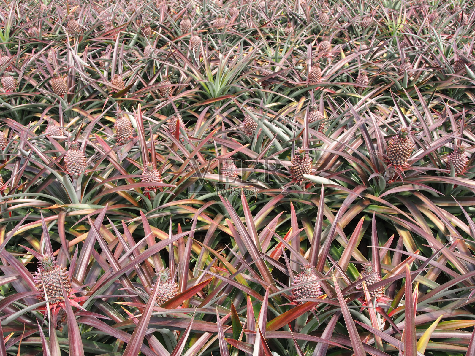 菠萝水果领域照片摄影图片
