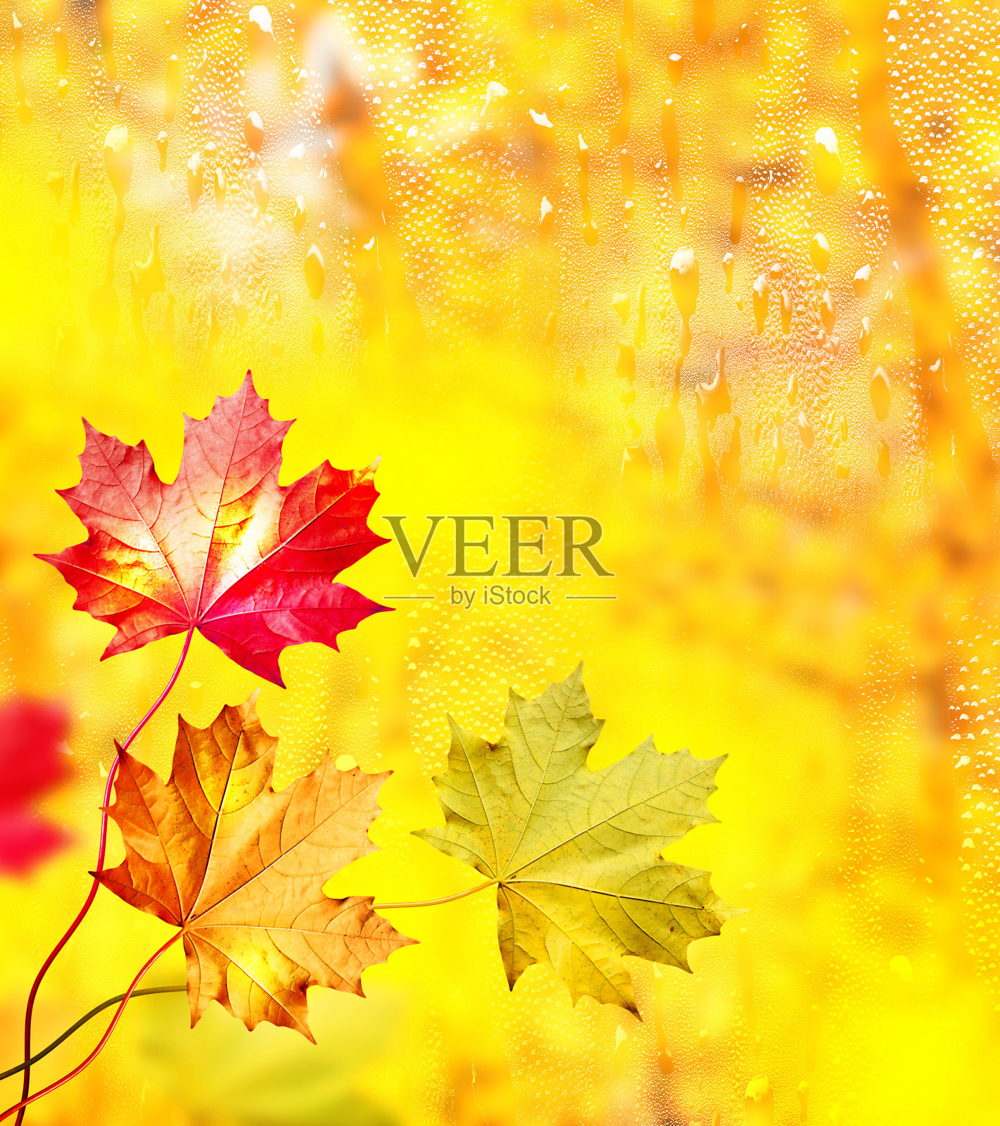 彩色的树。树叶照片摄影图片