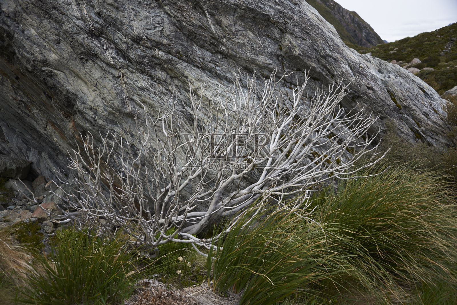 贫瘠的植物照片摄影图片