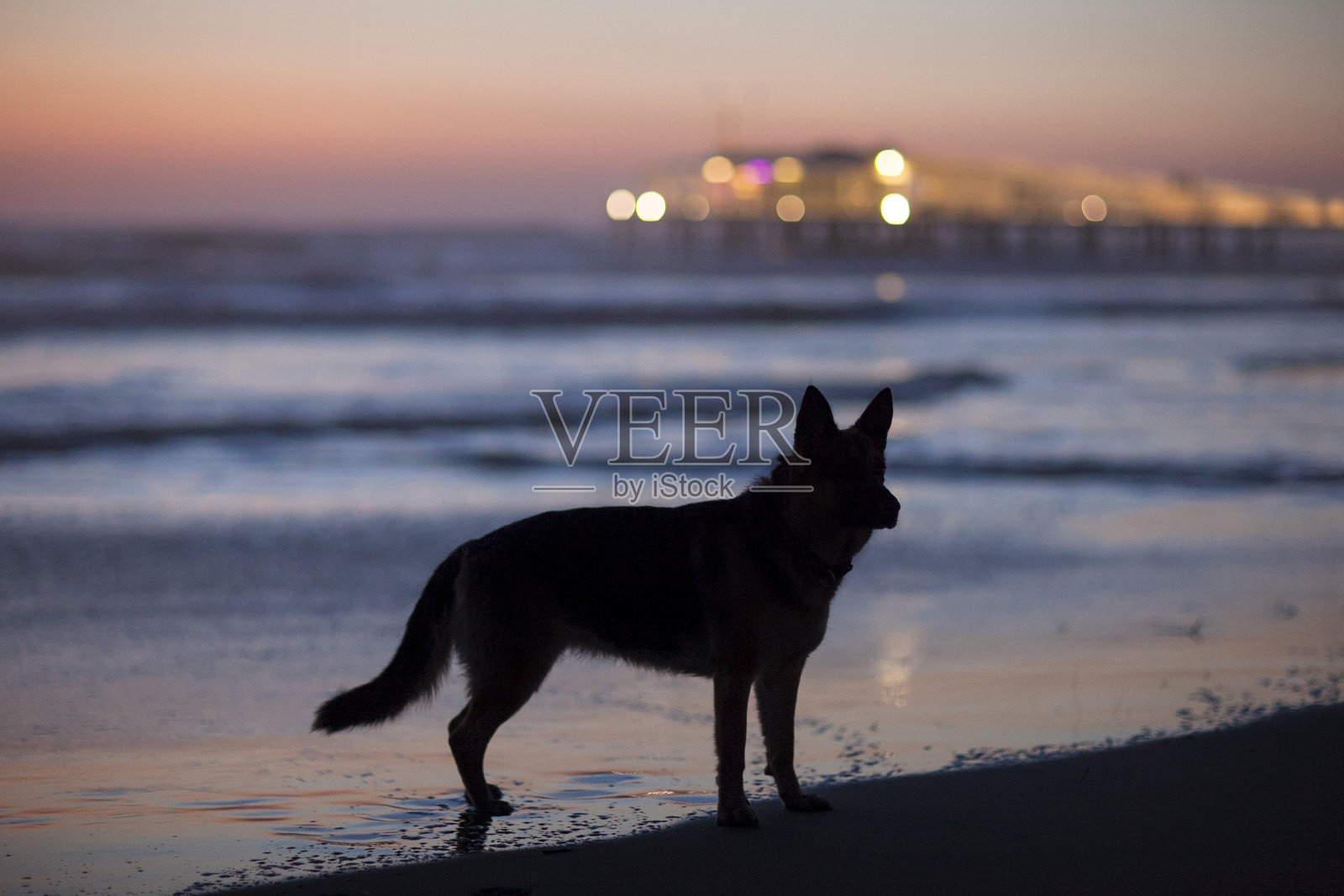 狼的狗照片摄影图片