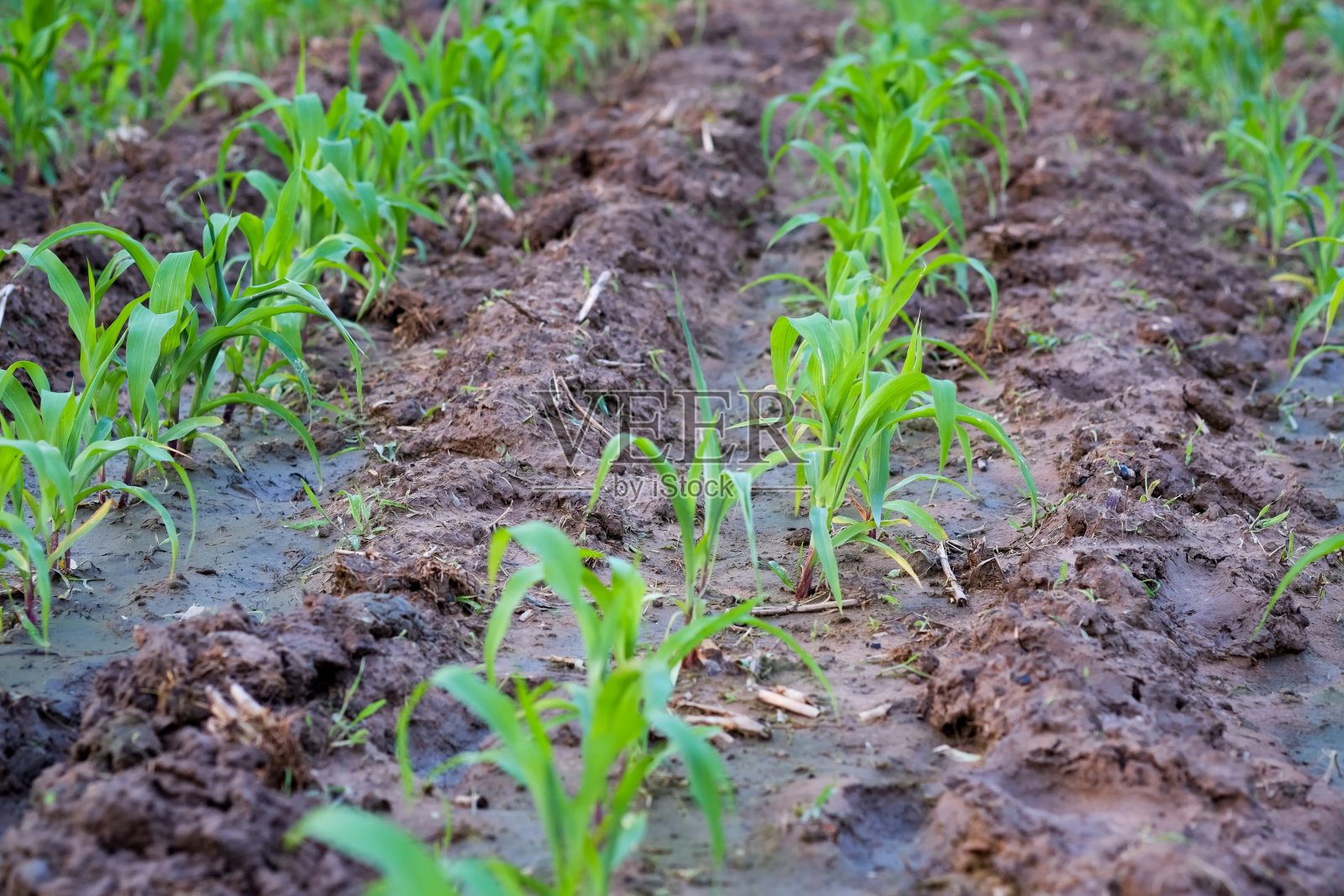 玉米照片摄影图片
