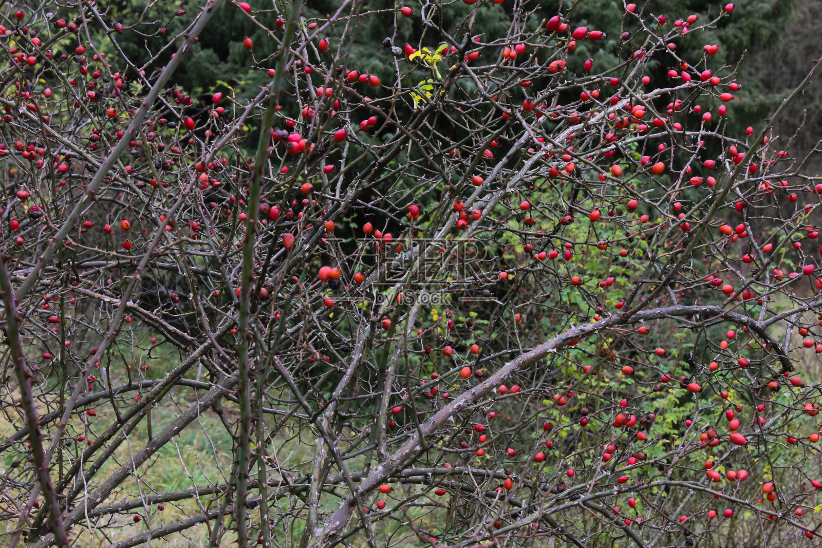 德国南部11月秋天的晚秋景观和树叶照片摄影图片