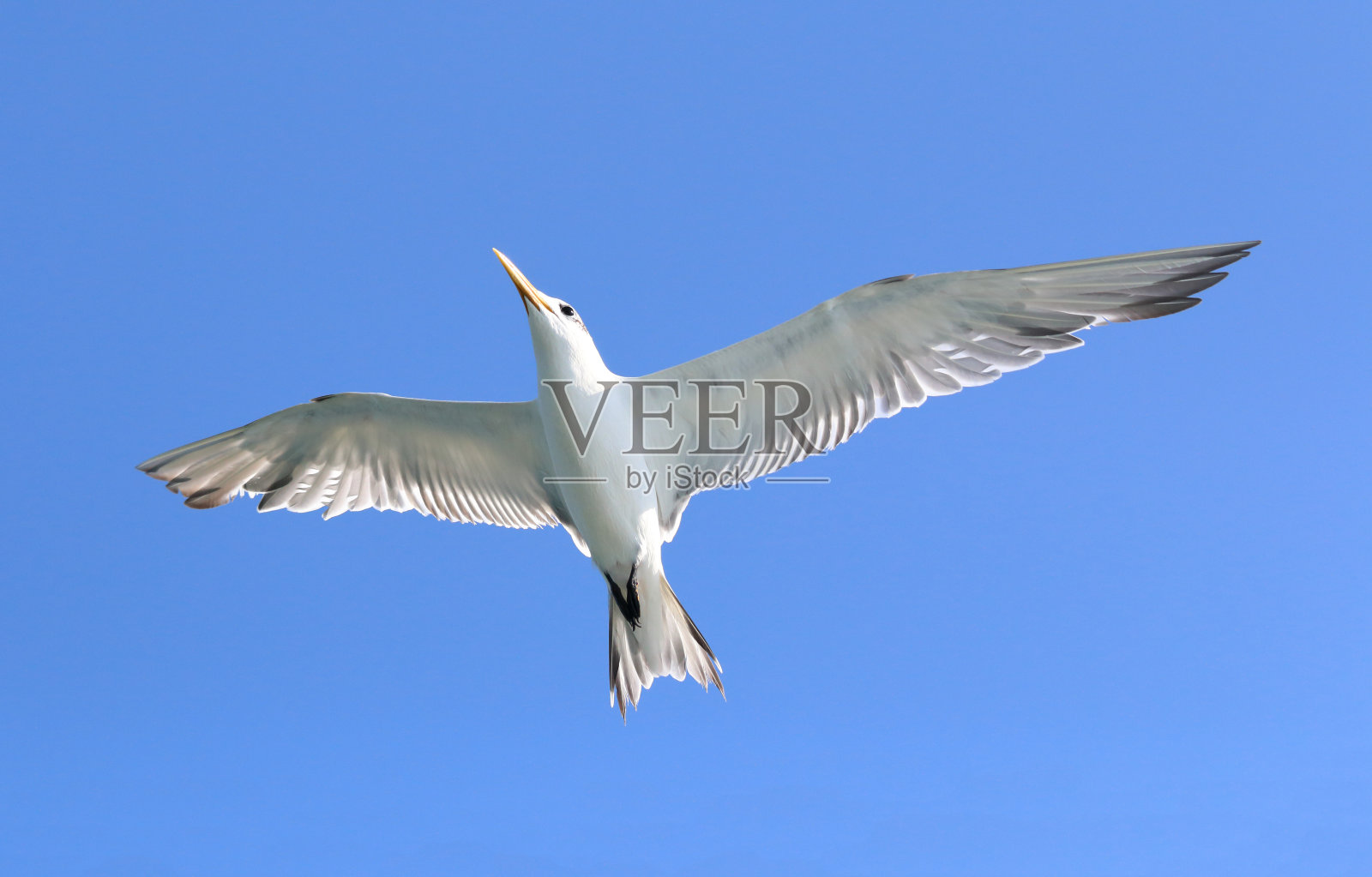 海鸥照片摄影图片