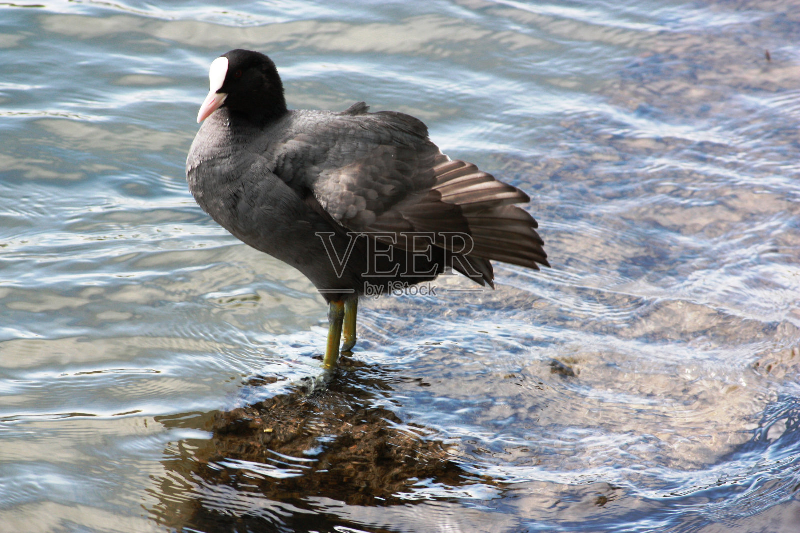 在提契诺河斯特托·卡代河岸上照片摄影图片