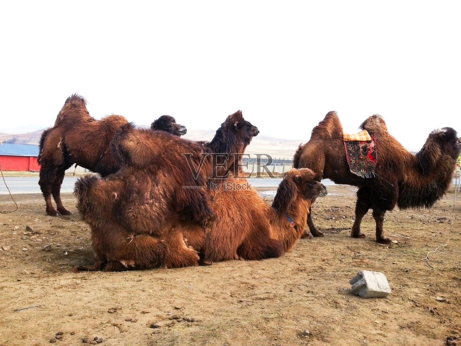 蒙古骆驼交配照片摄影图片