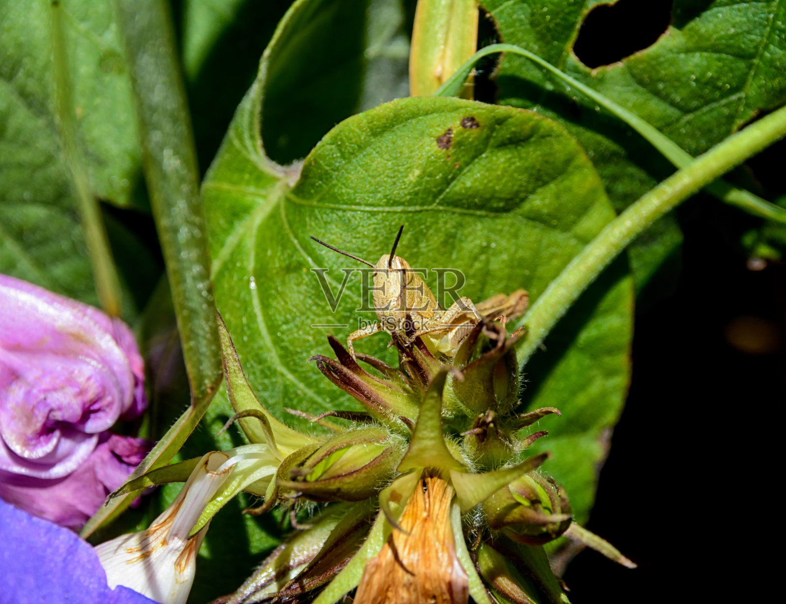 不成熟的蚱蜢照片摄影图片