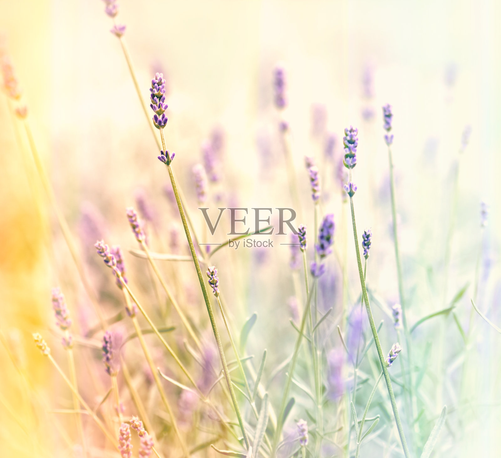 薰衣草软性聚焦照片摄影图片