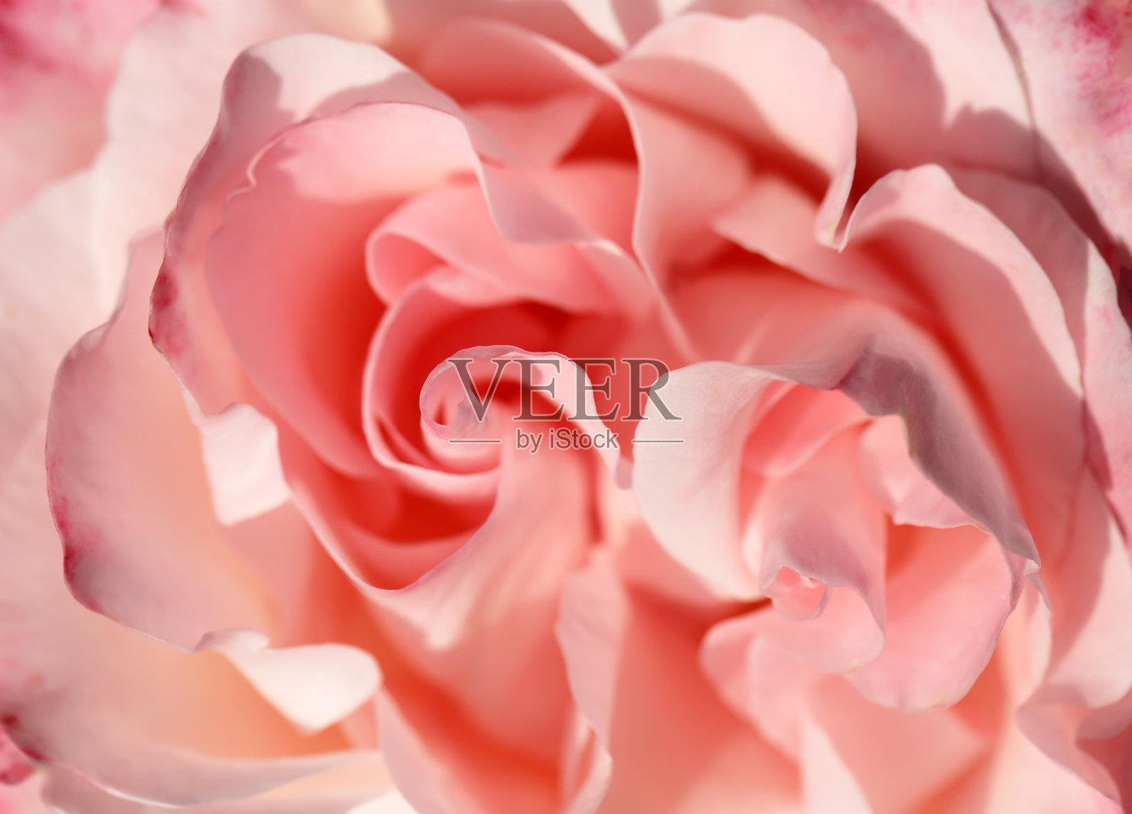 玫瑰背景照片摄影图片