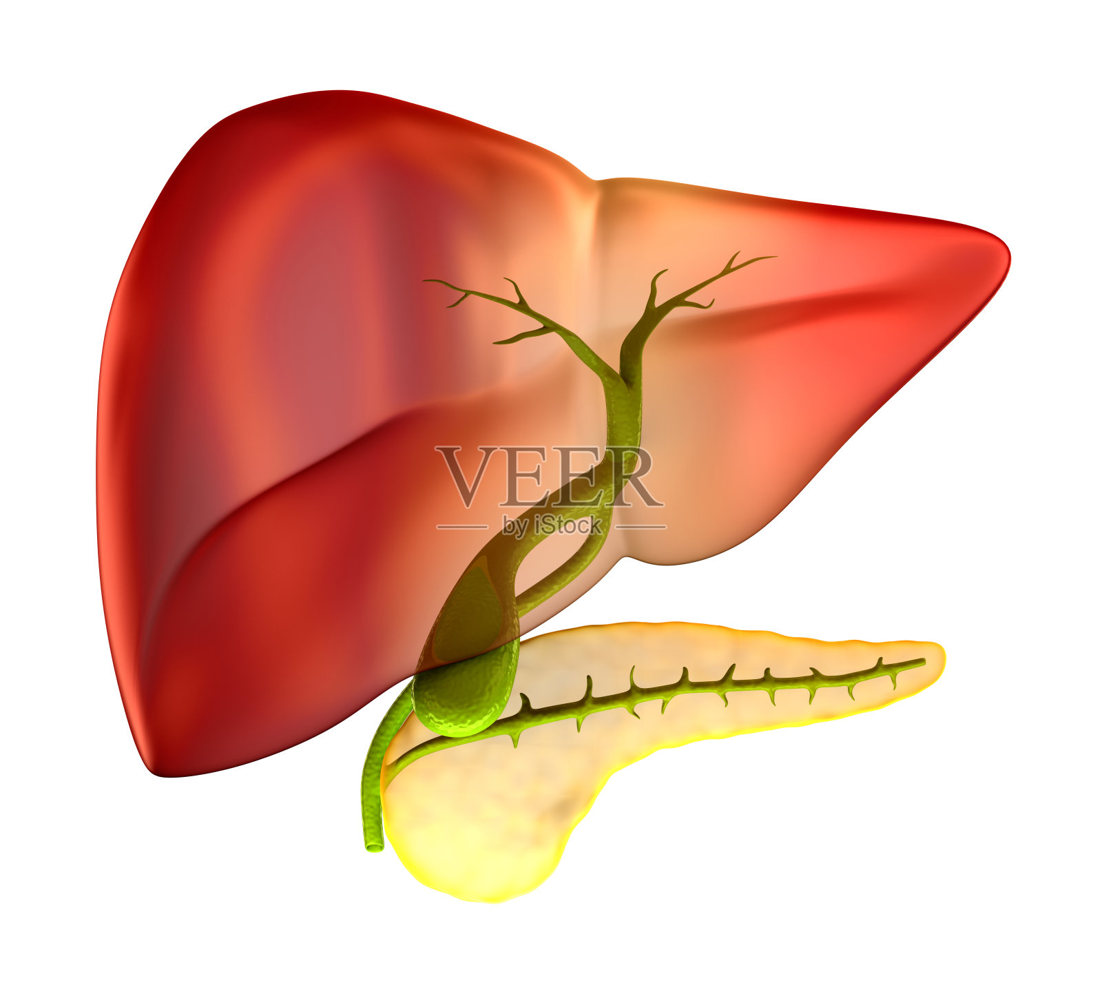 胆囊横切面真实人体解剖学-孤立白色照片摄影图片