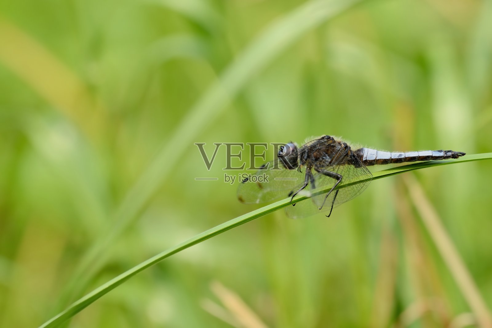 蜻蜓照片摄影图片