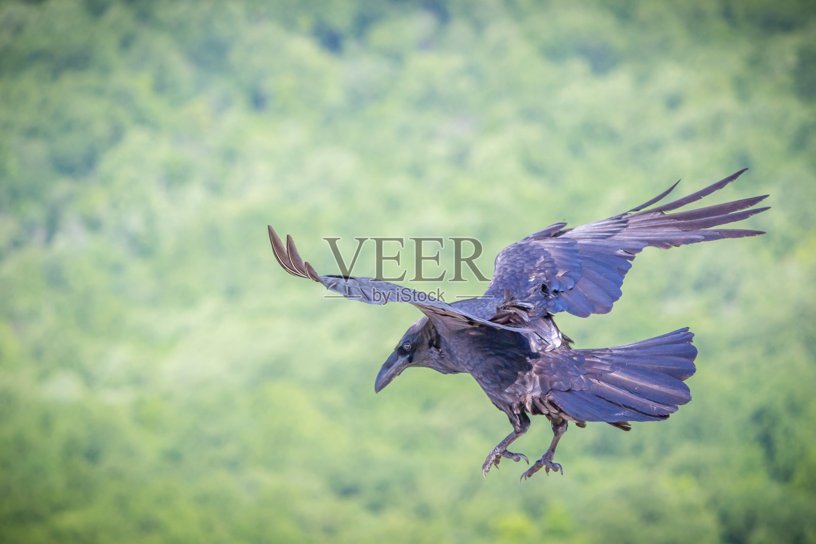 乌鸦在飞行中照片摄影图片