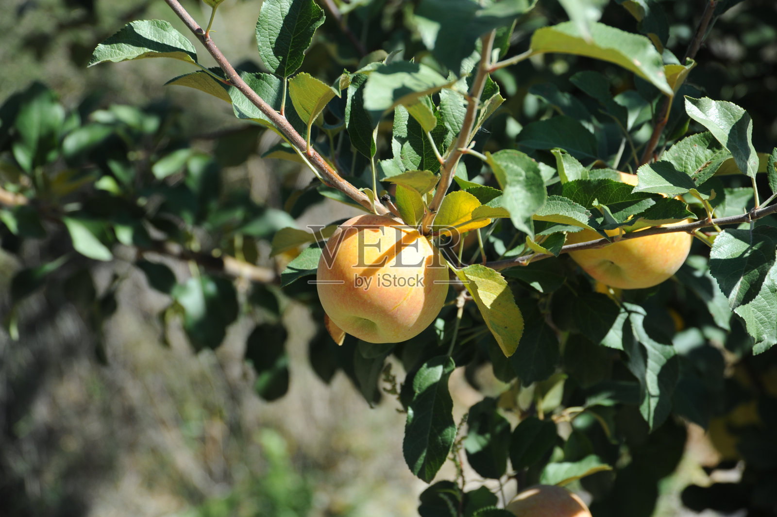 苹果和苹果树西班牙照片摄影图片