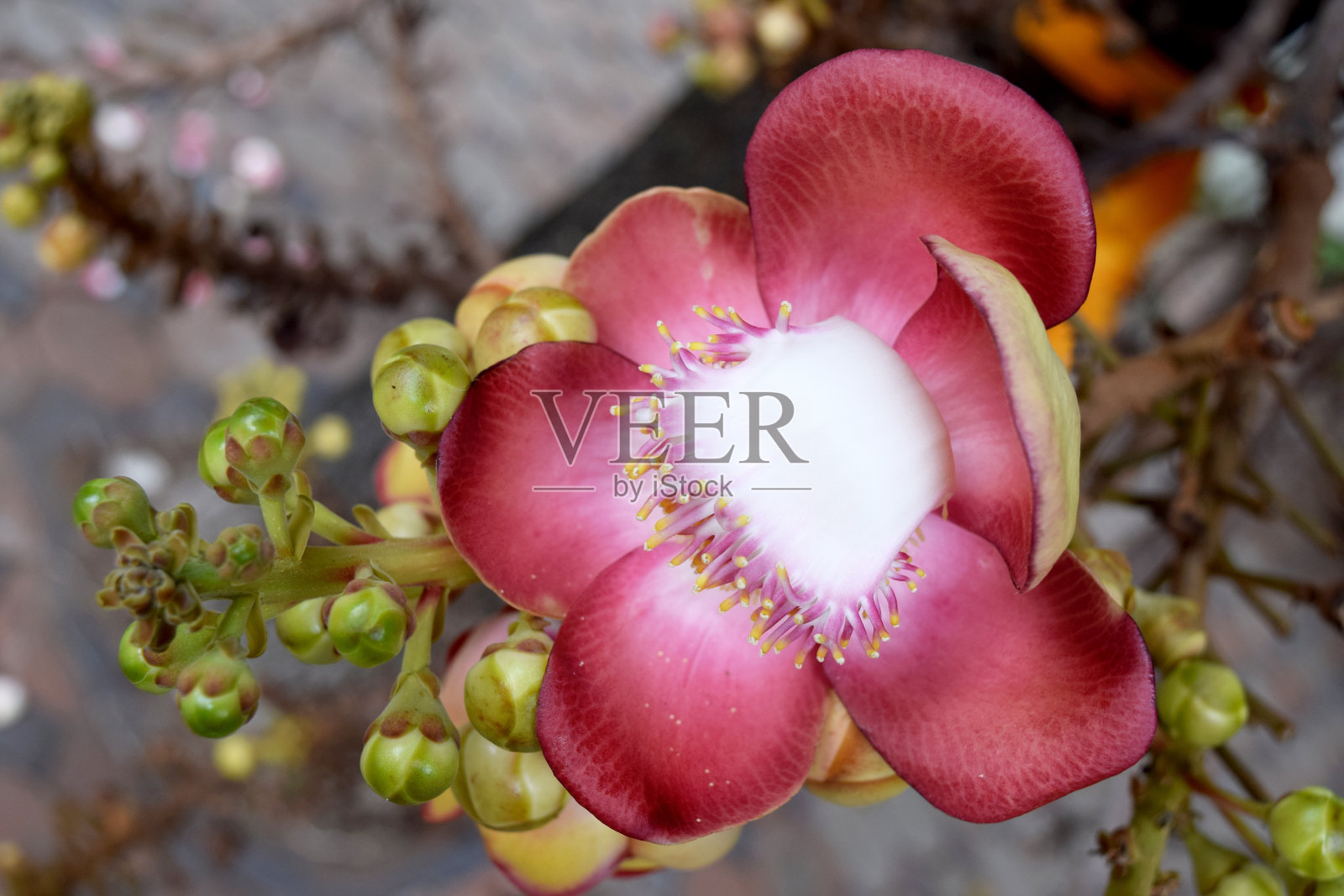Close up Cannonball flower (Cannonball或Sal Tree)照片摄影图片