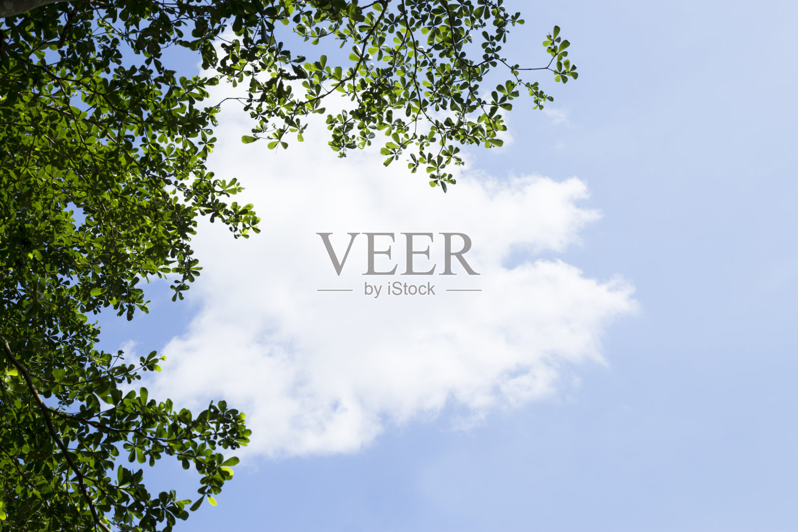 鲜绿叶背景照片摄影图片