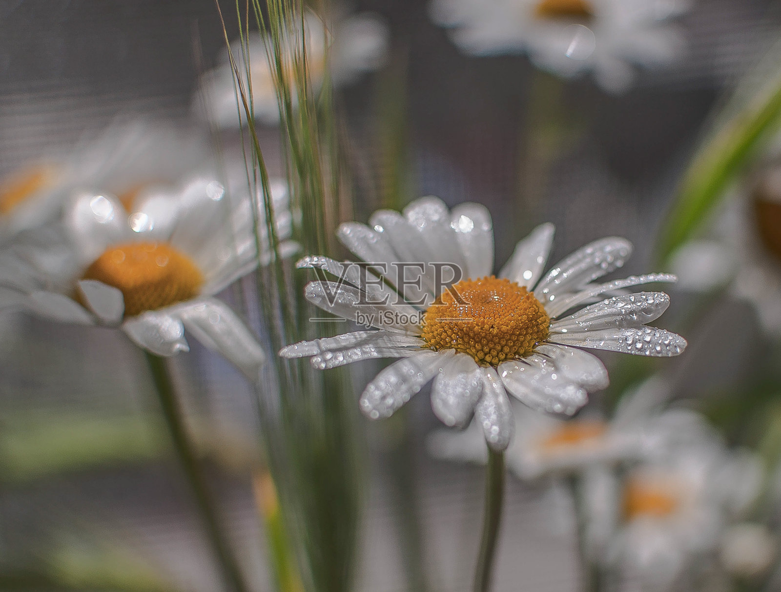 良好的思想照片摄影图片
