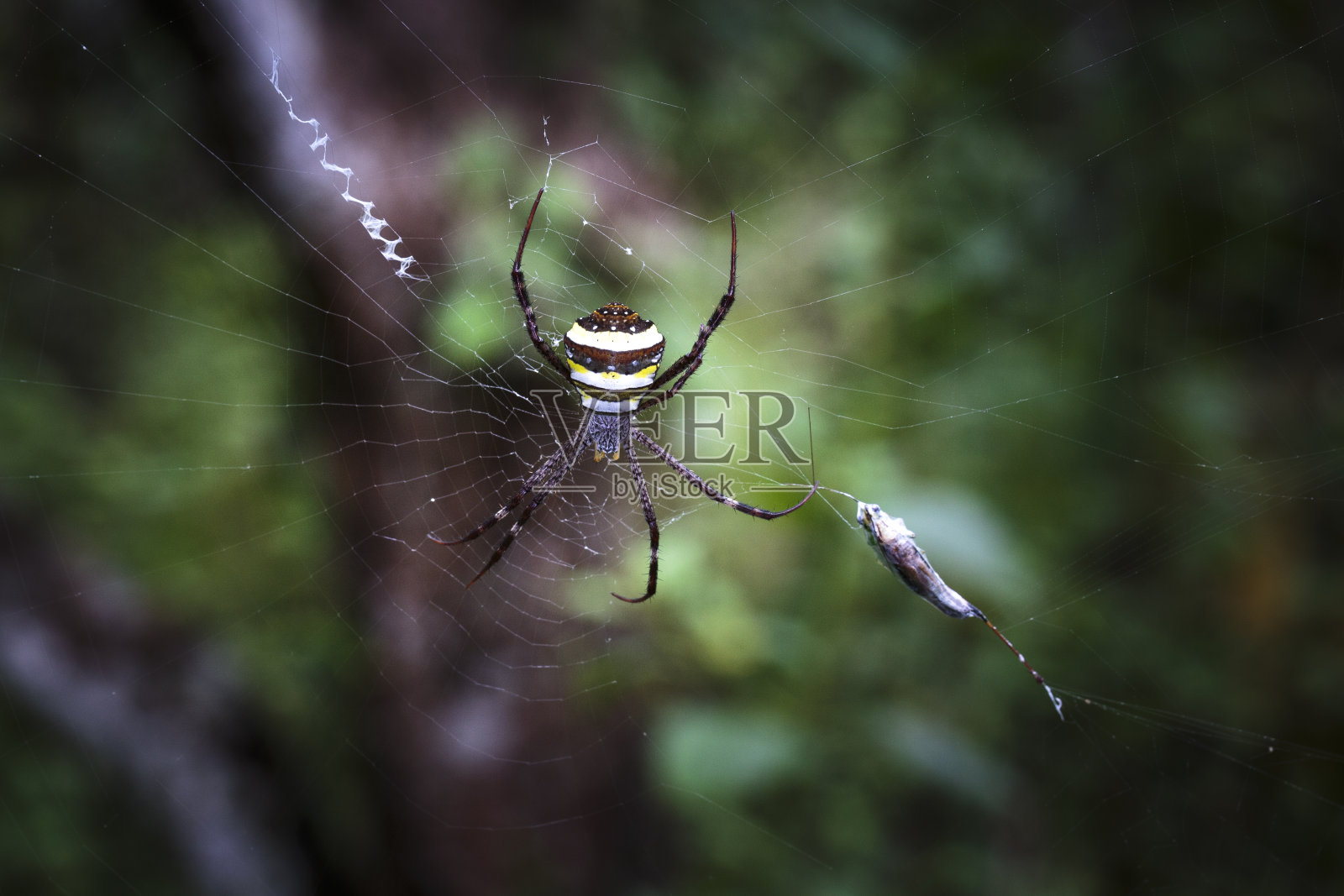 Argiope amoena蜘蛛用丝包裹猎物照片摄影图片