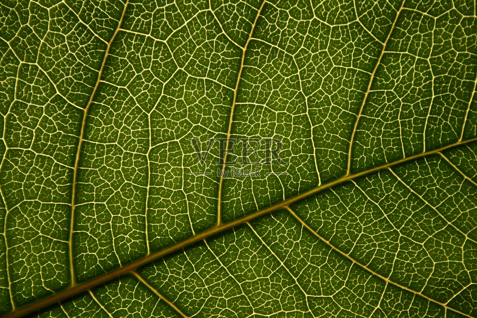 条纹照片摄影图片