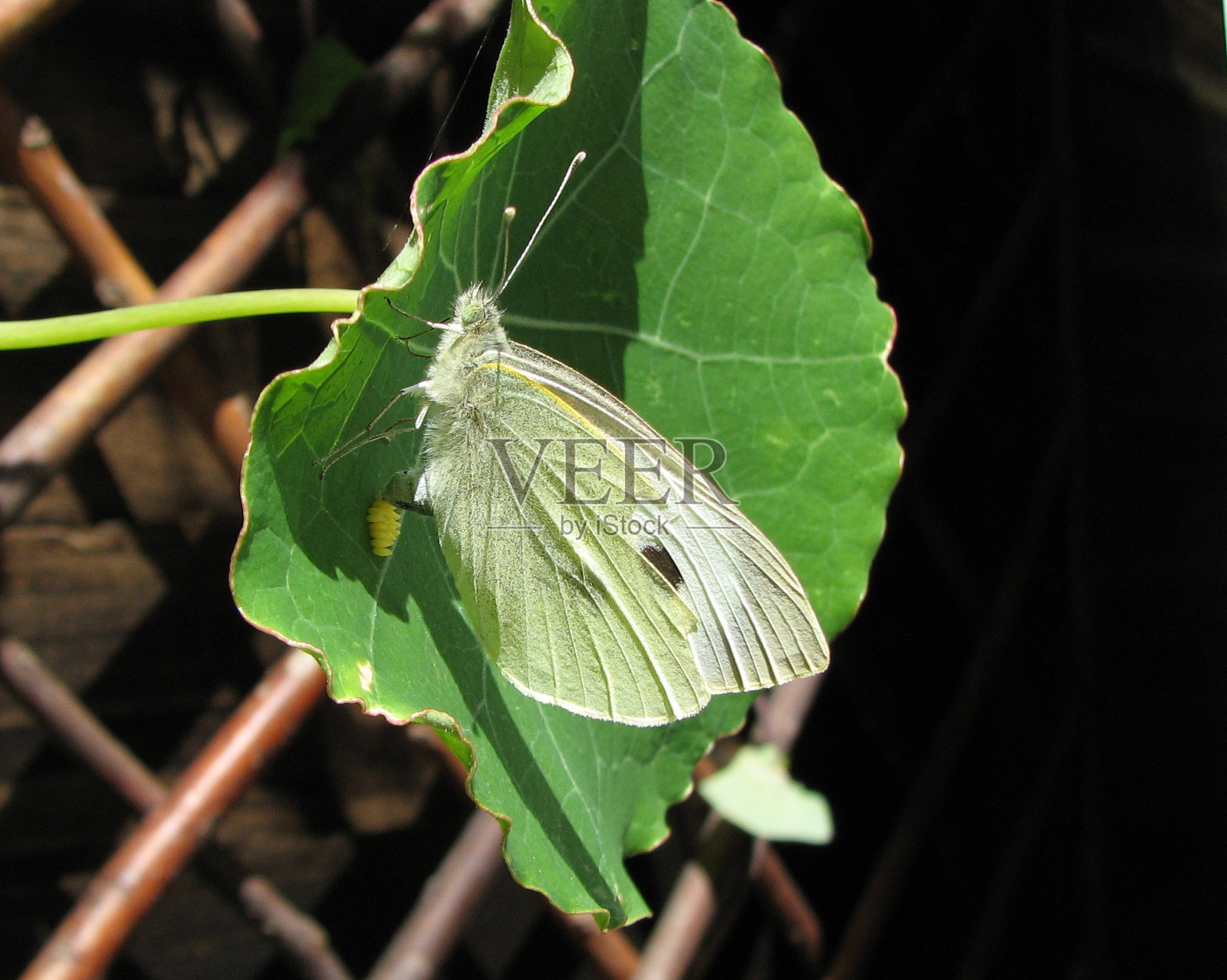 大的白色的蝴蝶照片摄影图片