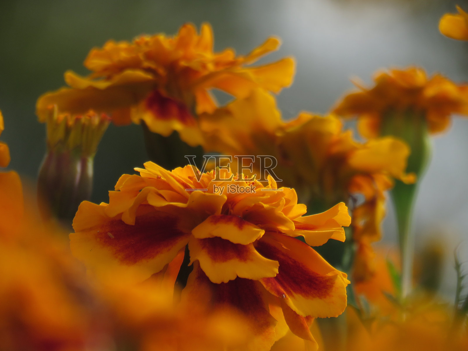 康乃馨照片摄影图片