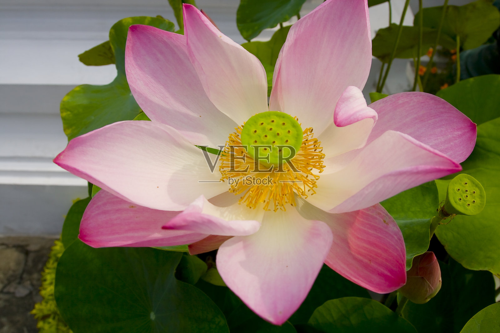 粉红色的莲花照片摄影图片