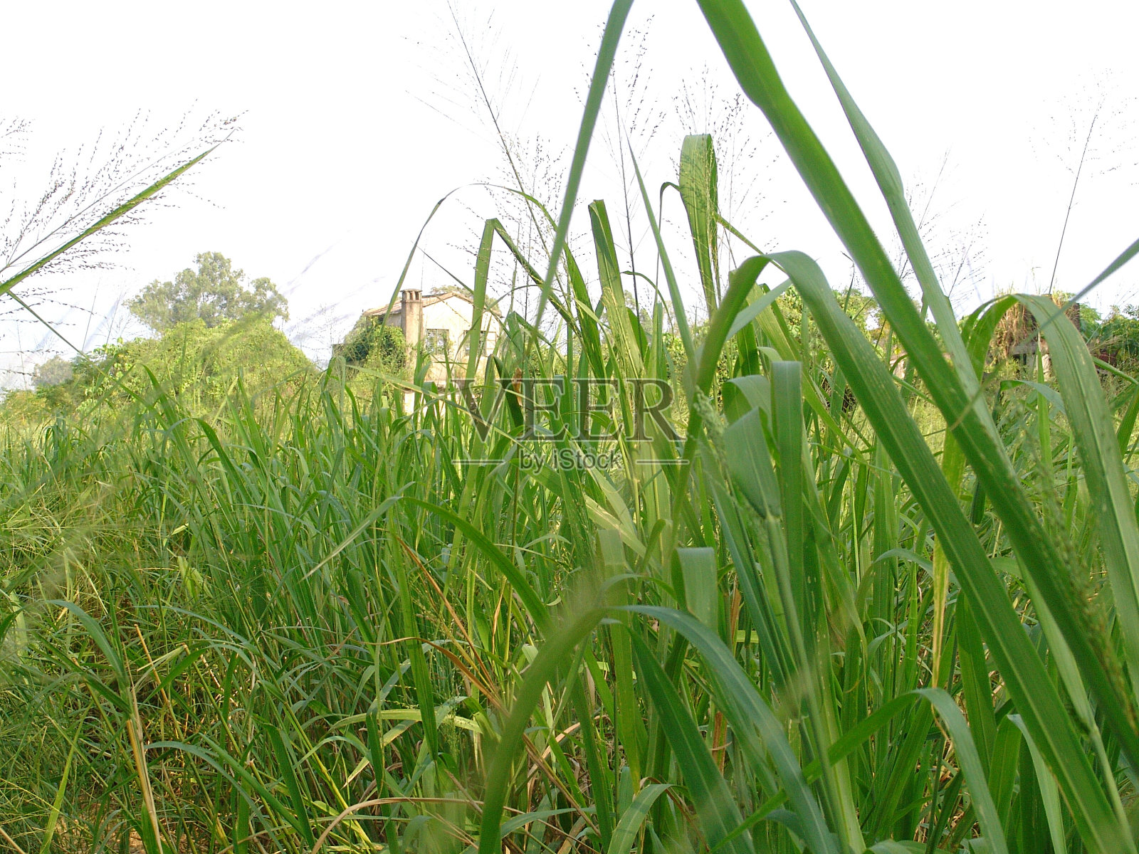 南生围照片摄影图片