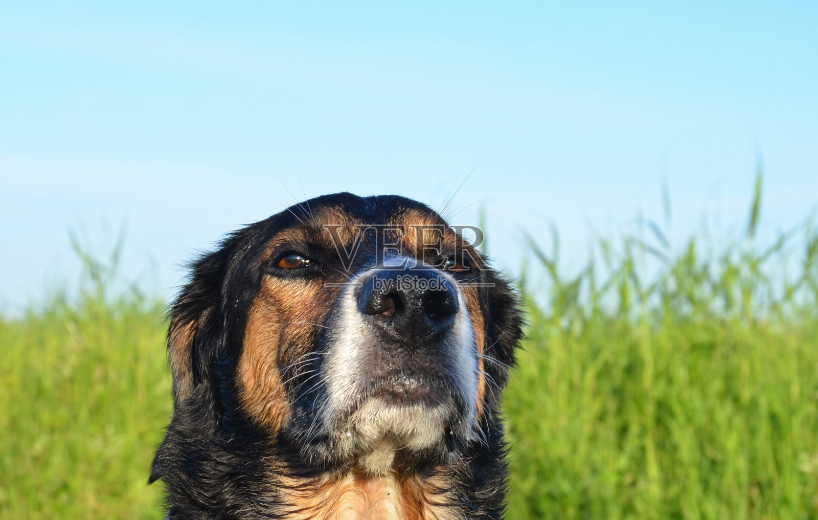狗照片摄影图片