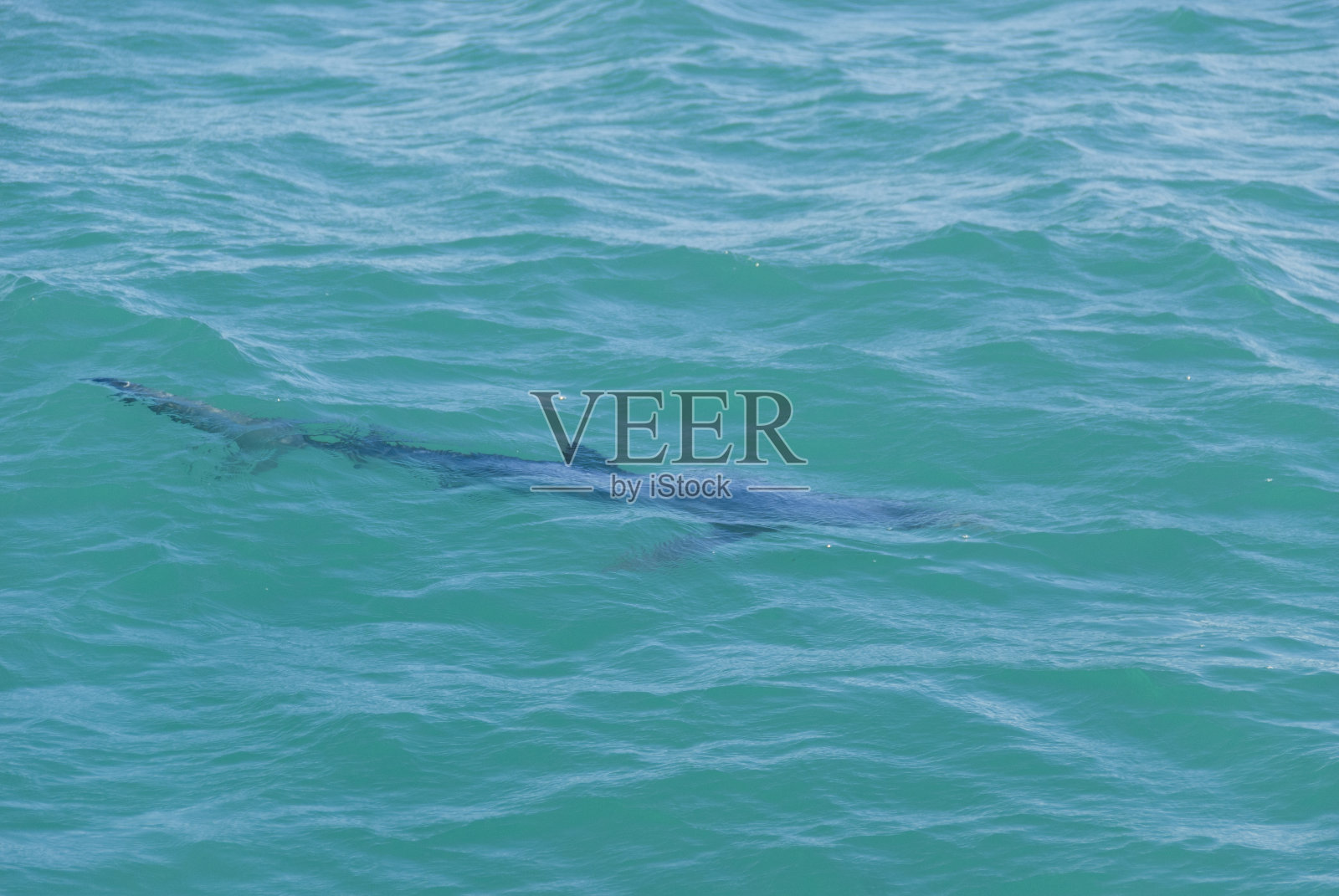 黑鳍鲨的轮廓可见槽面照片摄影图片