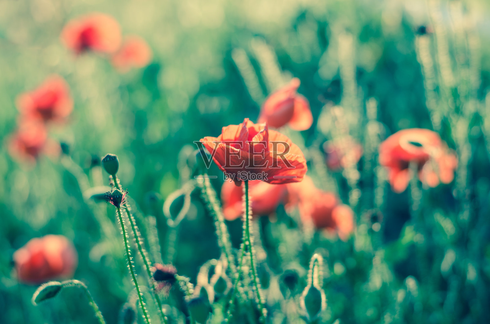 红色罂粟花照片摄影图片