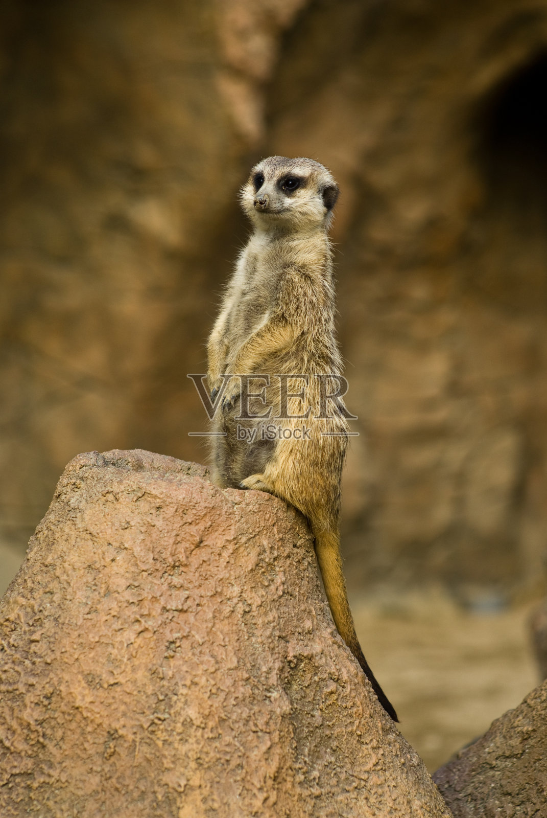 猫鼬照片摄影图片