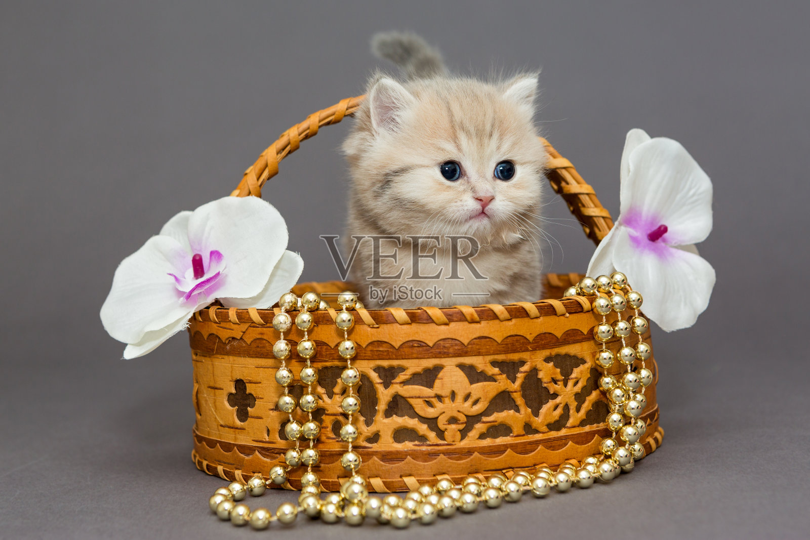 篮子里的英国小猫照片摄影图片