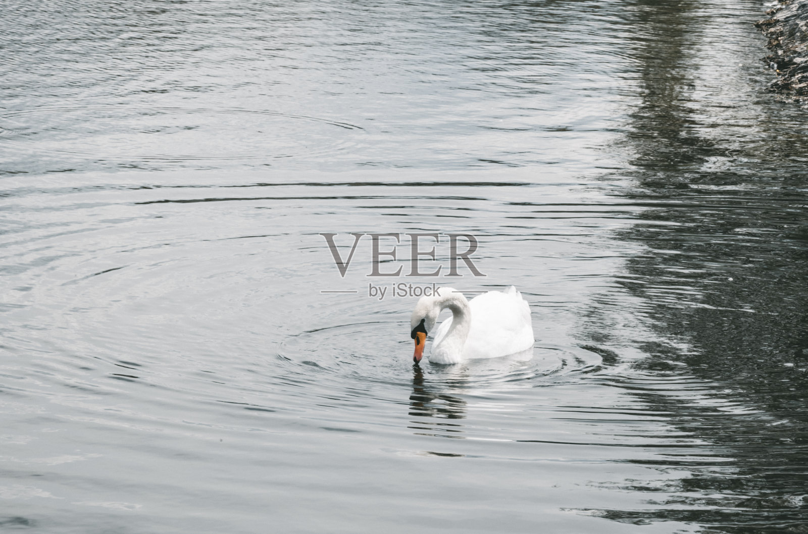 孤独优雅的天鹅和湖面照片摄影图片