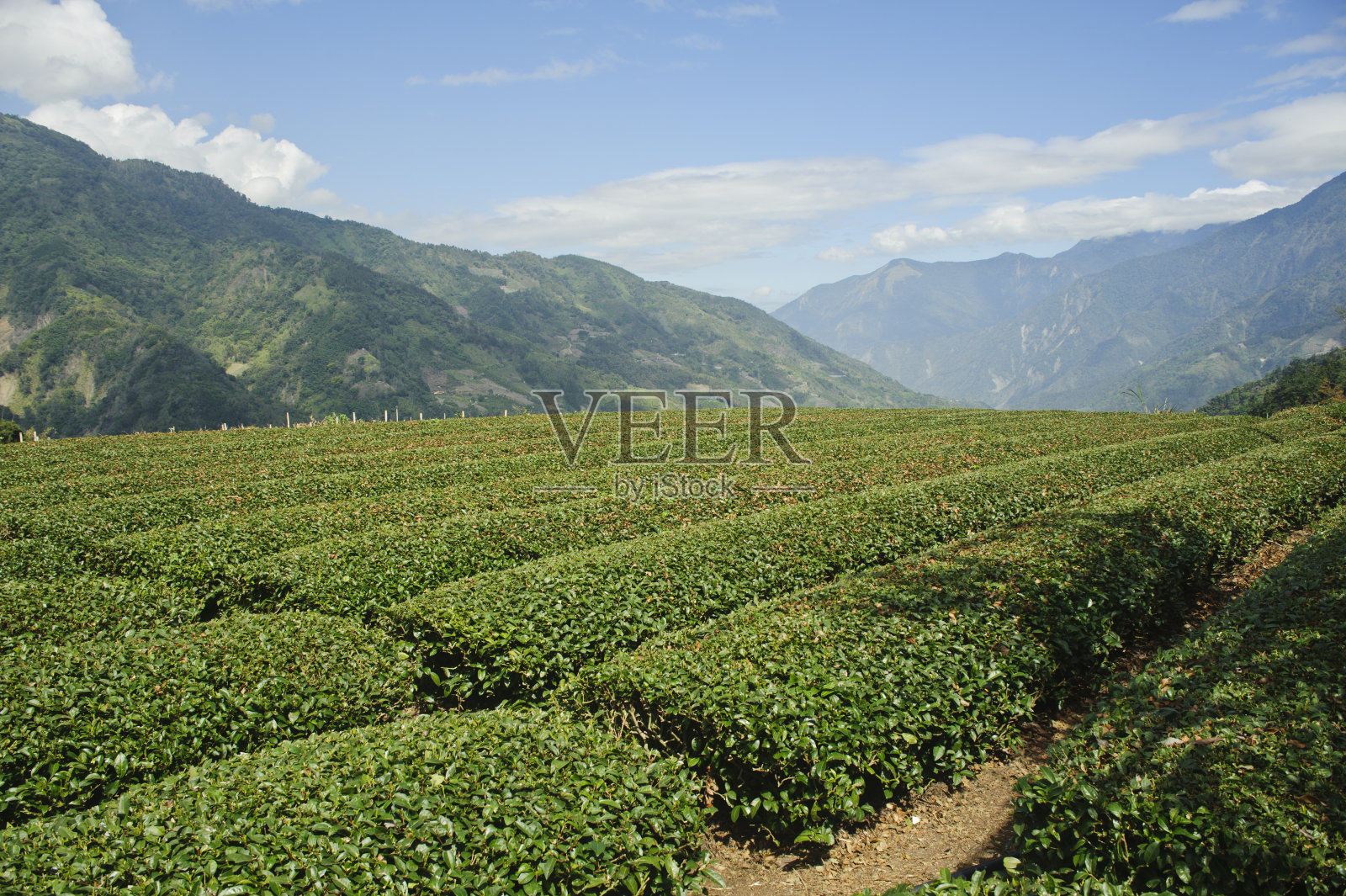 中国乌龙茶田有着美丽的高山风光照片摄影图片