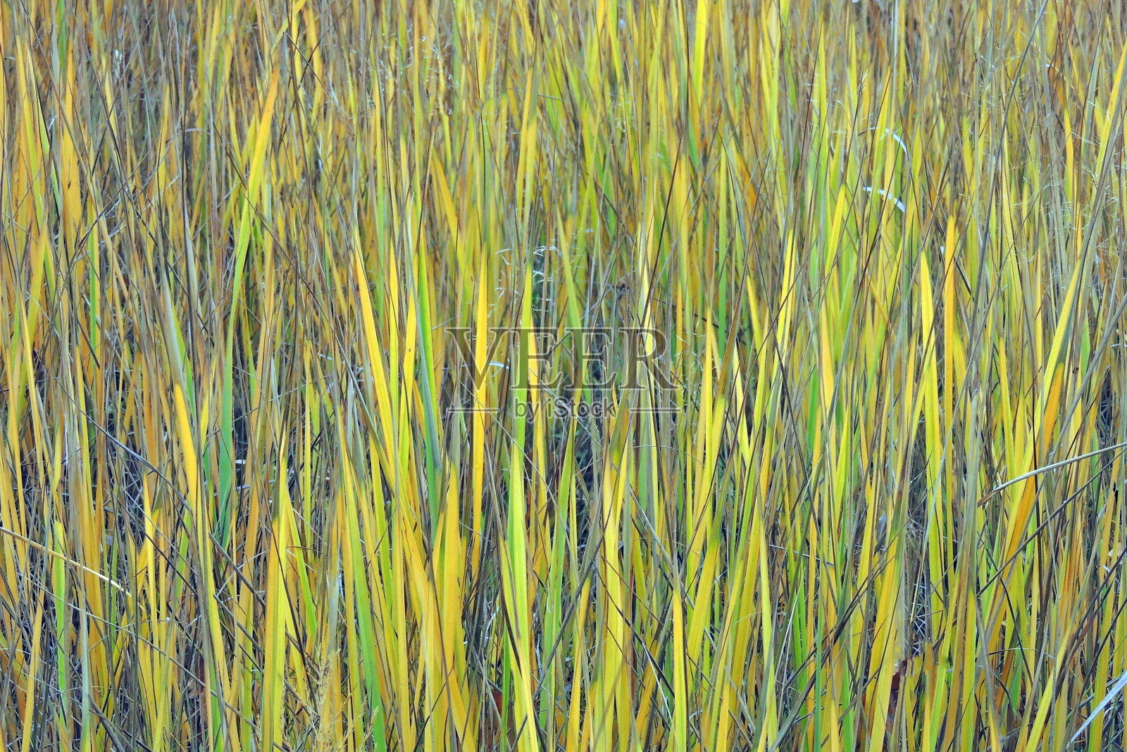 草照片摄影图片