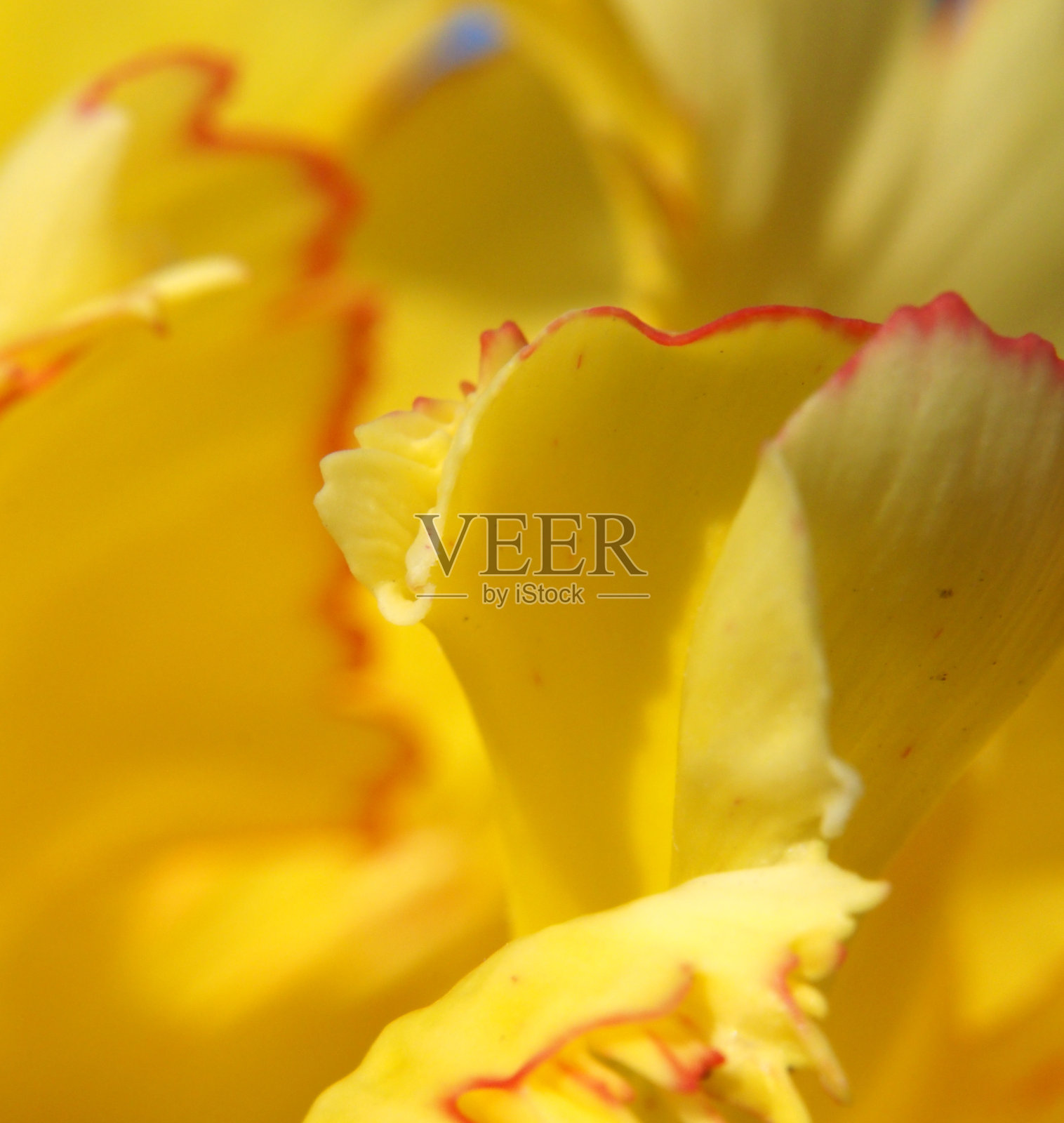 极端抽象的近景花园郁金香照片摄影图片