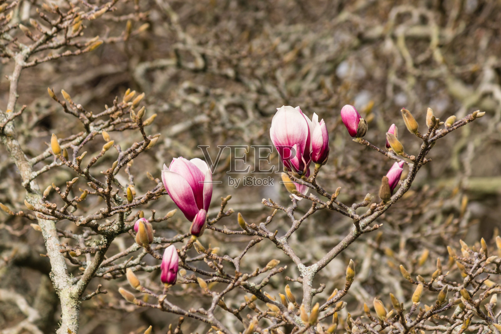 玉兰花和花蕾照片摄影图片