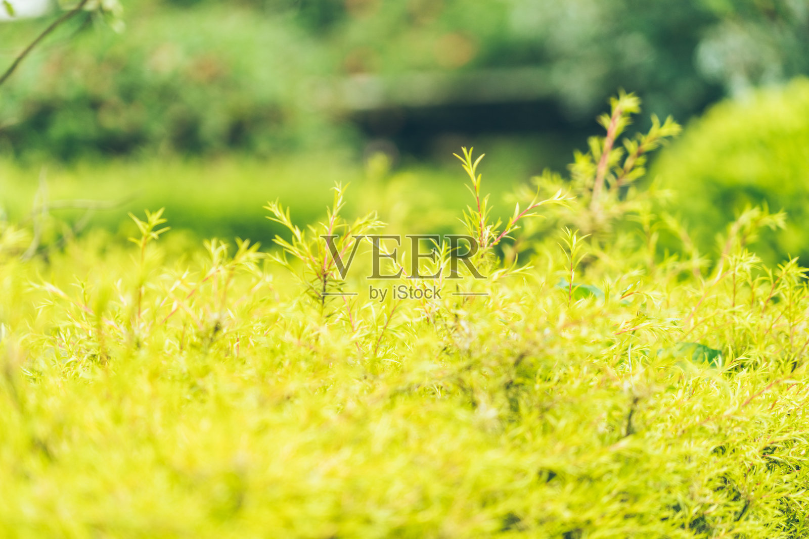 春天的天气到了，风景优美的自然公园照片摄影图片